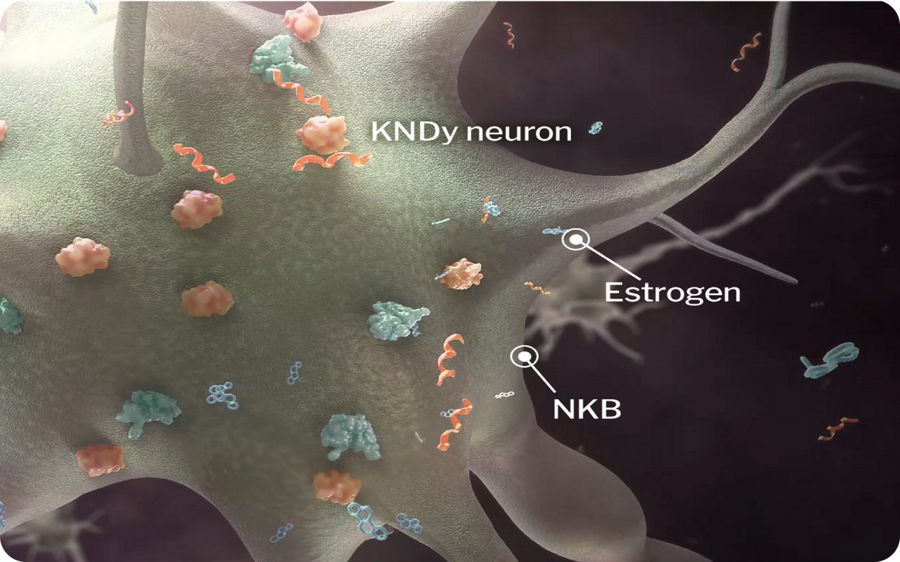 KNDY neuron, estrogen, and NKB