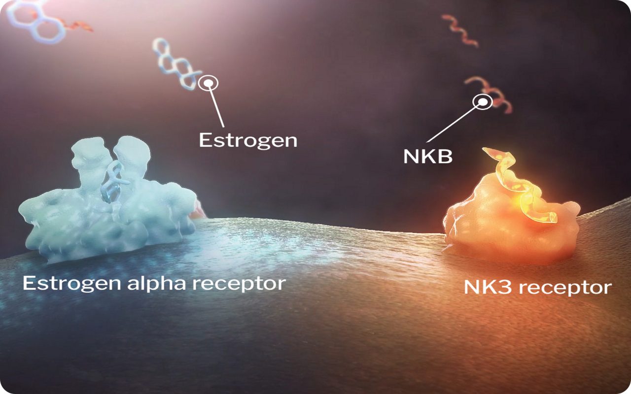 Estrogen and NKB 