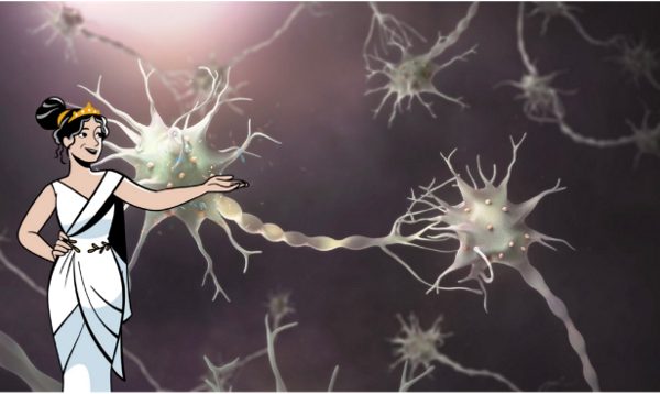 Ein Blick auf ein KNDy-Neuron
