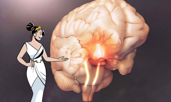 Der Hypothalamus wird als glühender  Bereich im Gehirn dargestellt 