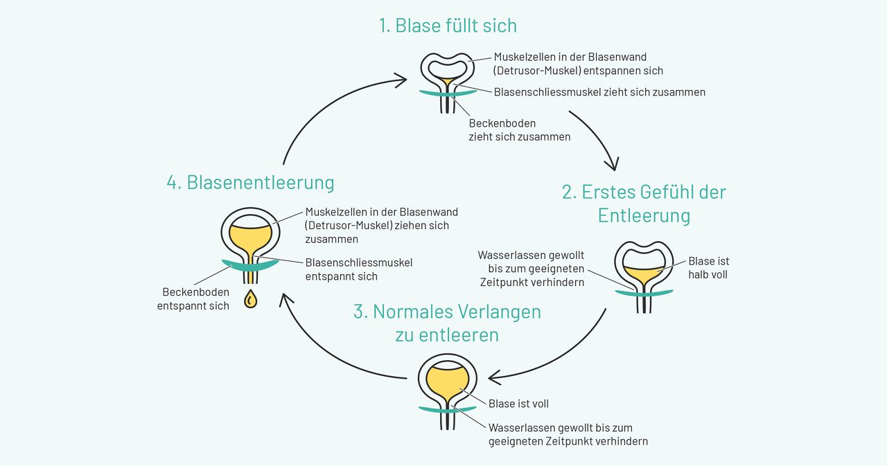 blasenschwache