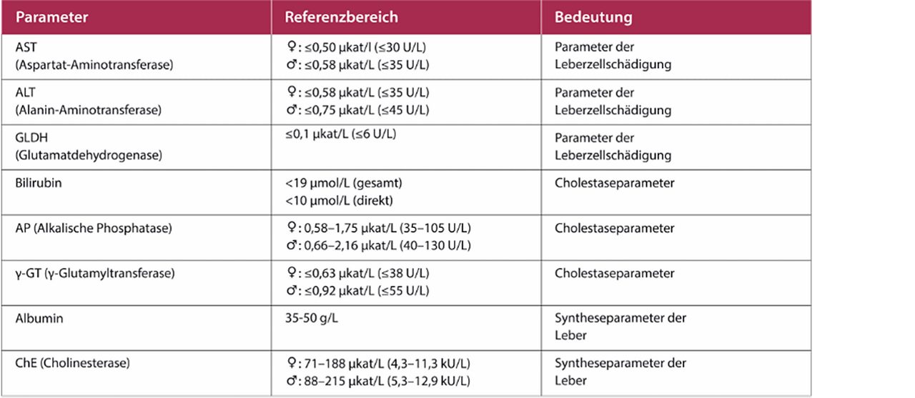 Leberfunktion