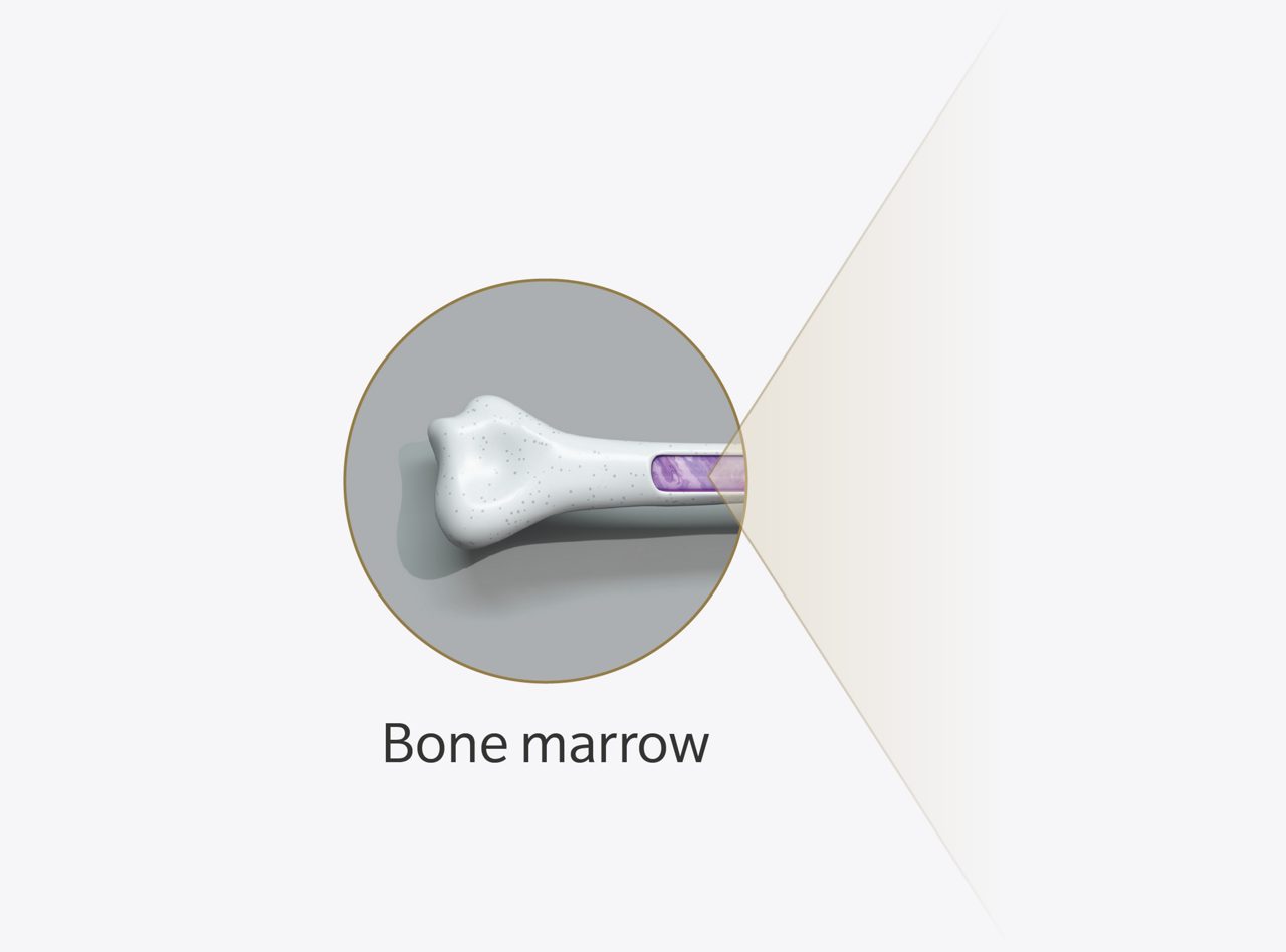 Bone marrow icon.
