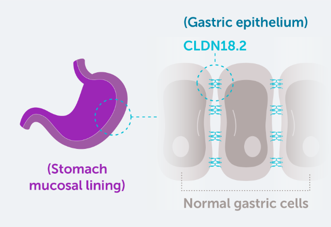 In normal gastric mucosa, CLDN18.2 is typically buried within tight junctions. As a component of tight junctions, claudins are involved in the regulation of permeability, barrier function, and polarity of epithelial layers.