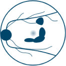 Large Baseline Lesions