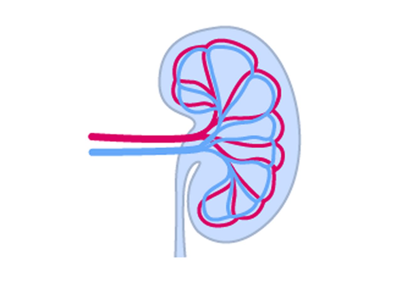 Einfache Illustration einer Niere, die die innere Struktur der Blutgefäße mit roten und blauen Linien zeigt, die Arterien und Venen darstellen.