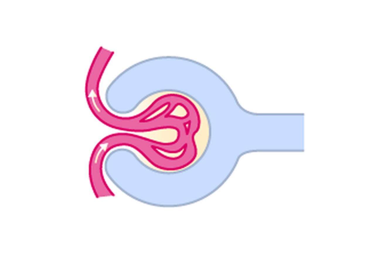 Schema eines Nierenglomerulus, das den Blutfluss durch Kapillaren und in die Bowman-Kapsel zur Filtration zeigt.