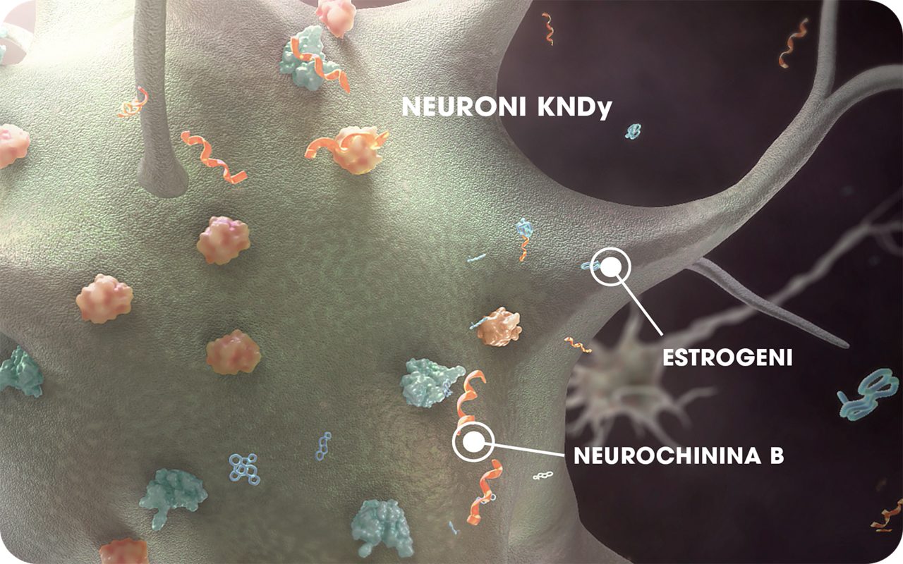 Il neurone KNDy mostra di essere sensibile alle molecole neurochinina B ed estrogeni. 