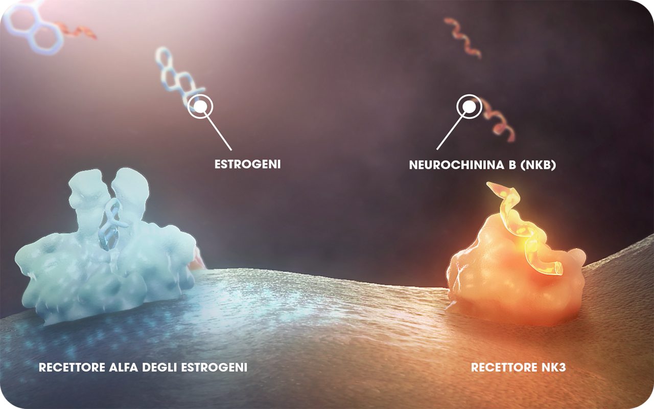 Il neurone KNDy mostra di essere sensibile alle molecole neurochinina B ed estrogeni. 