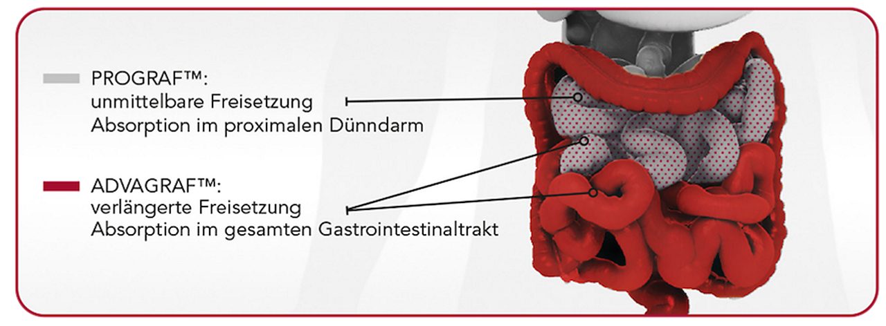 Absorption von Tacrolimus im kompletten Gastrointestinaltrakt3