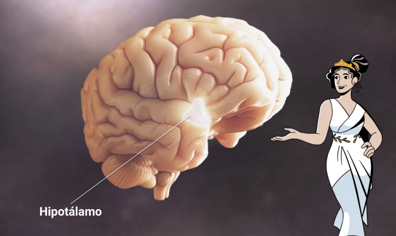 Infografía del cerebro en la que se resalta el hipotálamo