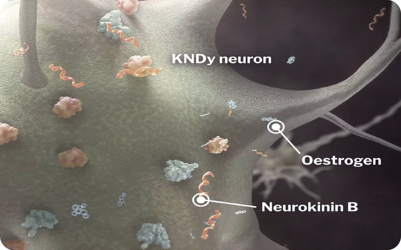 KNDy neuron shows neurokinin B  and oestrogen molecules.