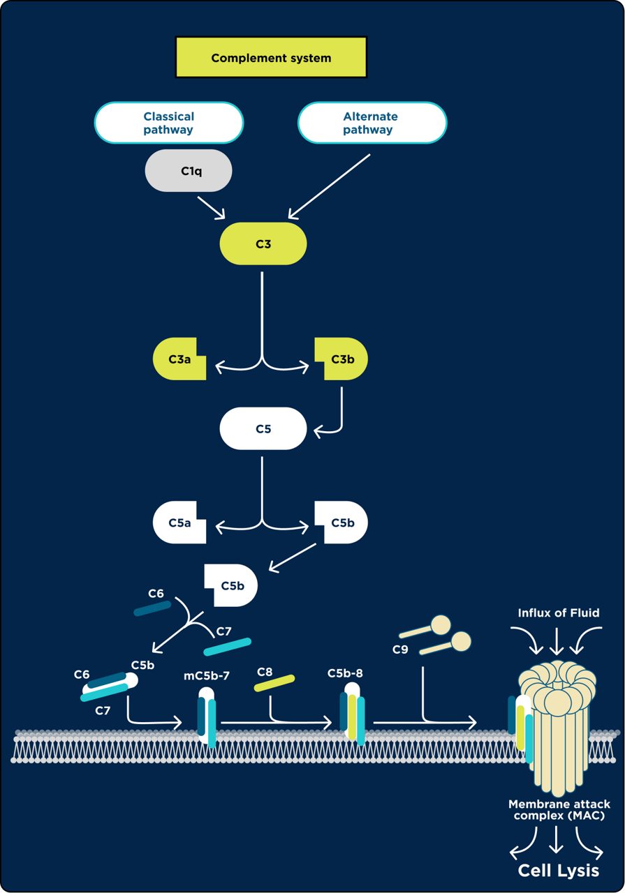 A2E, Cholesterol,  Amyloid-β, Lipofuscin