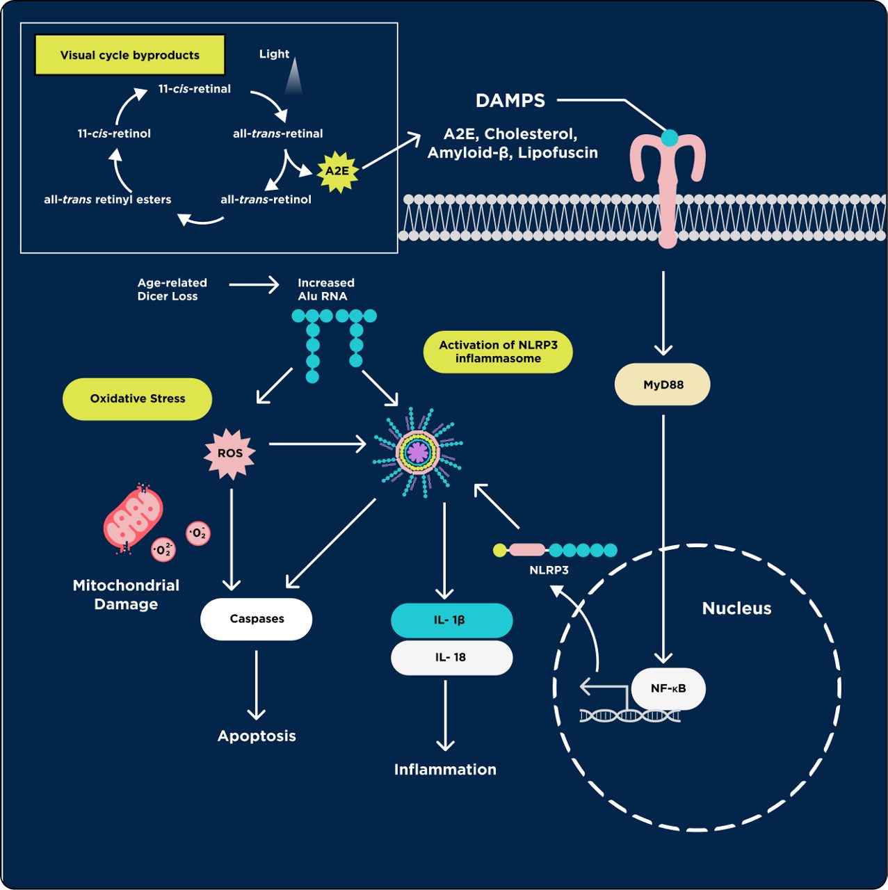 A2E, Cholesterol,  Amyloid-β, Lipofuscin