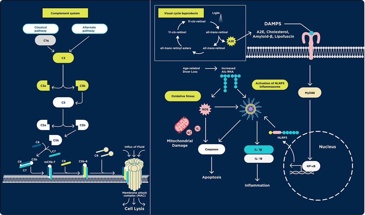 A2E, Cholesterol,  Amyloid-β, Lipofuscin