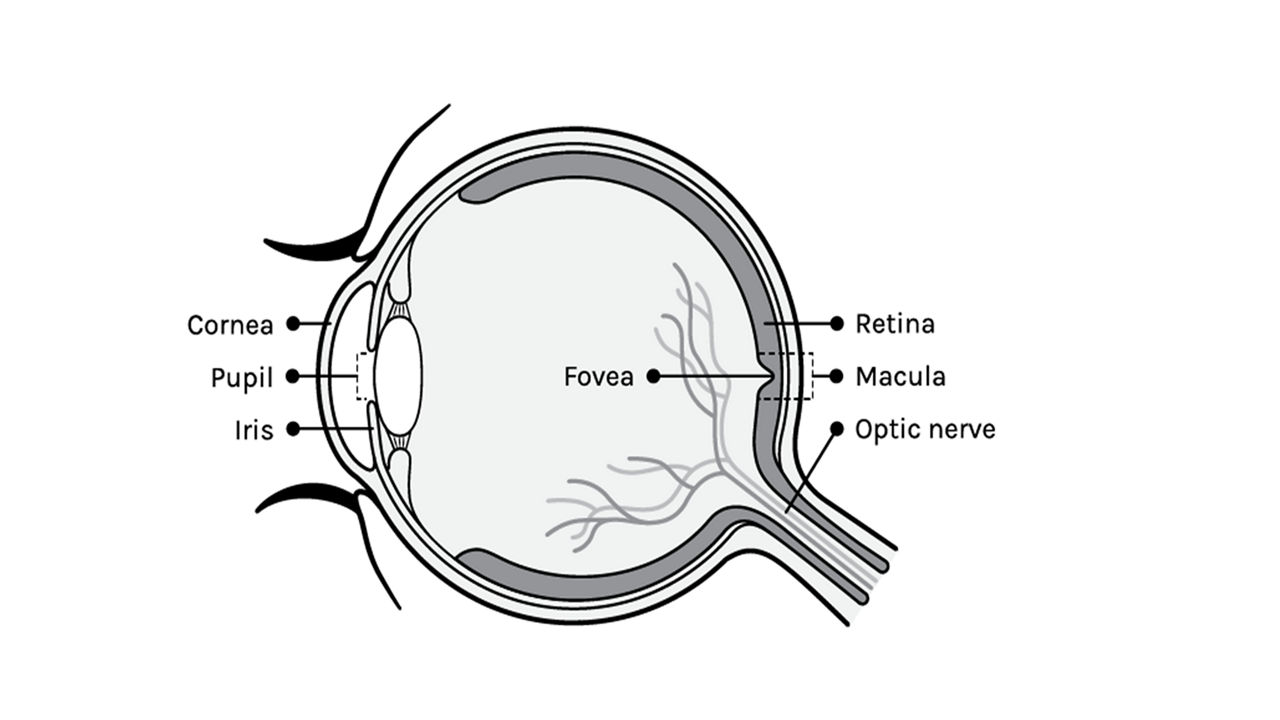 anatomy-of-the-eye