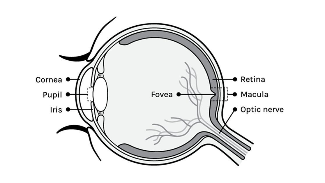 anatomy-of-the-eye