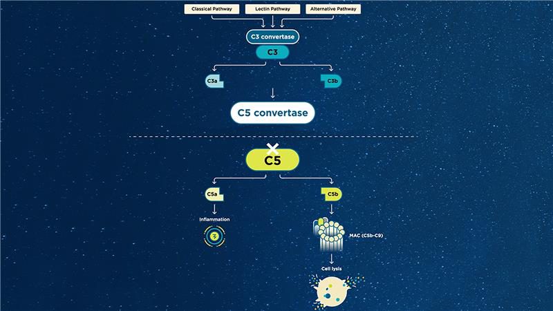 GA and the Complement System