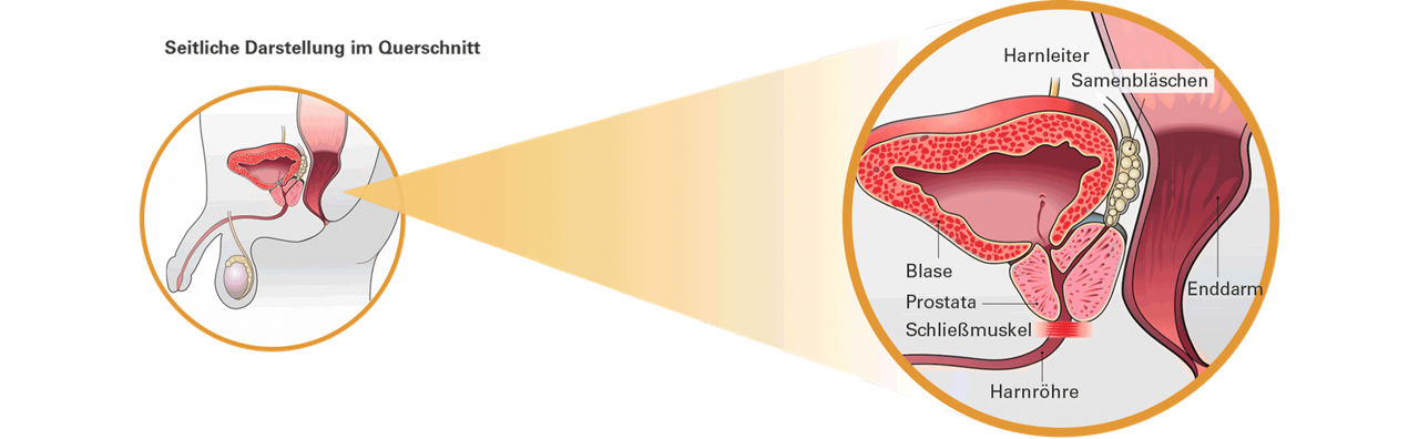 Lage der Prostata
