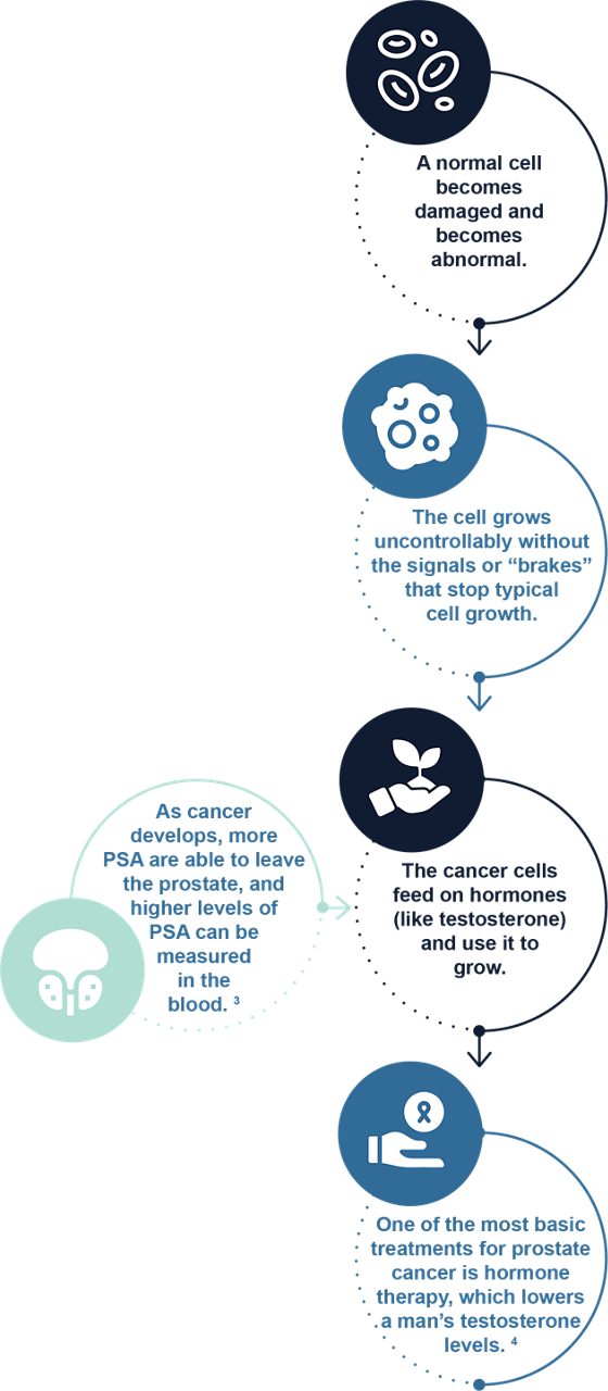 Know your Prostate