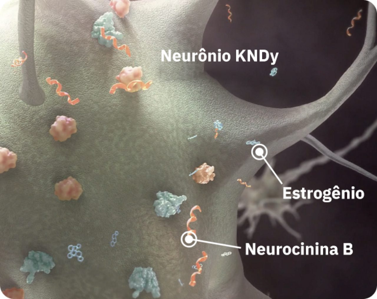 Um neurônio KNDy com moléculas de neurocinina B e estrogênio.