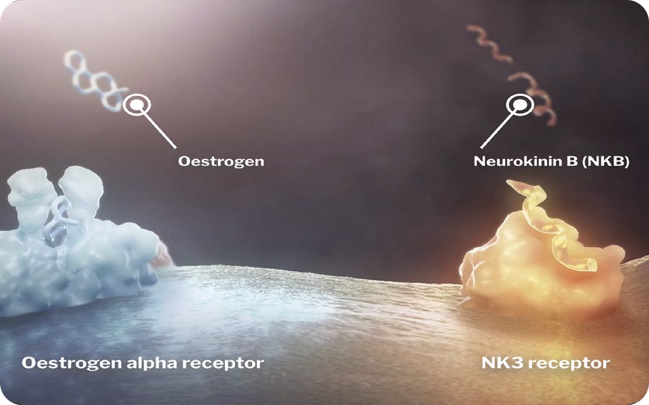 A KNDy neuron showing an oestrogen molecule near an oestrogen alpha receptor and a neurokinin B near a neurokinin 3 receptor.