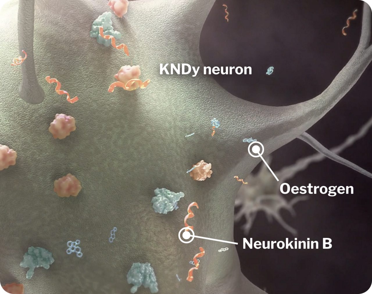 En una neurona KNDy se muestran la neuroquinina B y moléculas de estrógeno.