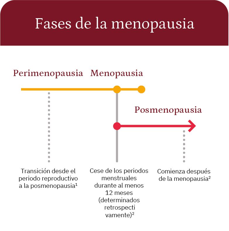 Gráfico lineal de las etapas de la menopausia: perimenopausia, menopausia y posmenopausia. 