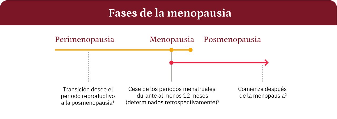 Gráfico lineal de las etapas de la menopausia: perimenopausia, menopausia y posmenopausia.