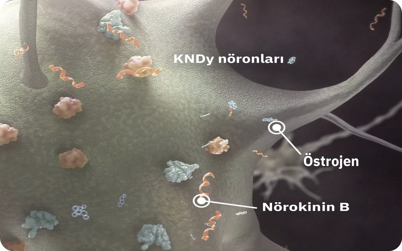 KNDy neuron shows neurokinin B and oestrogen molecules.
