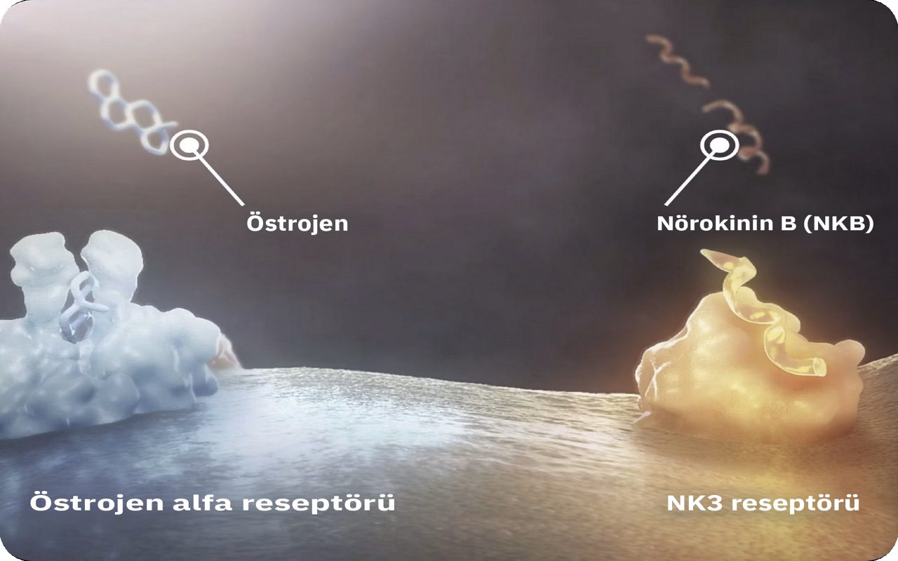 A KNDy neuron showing an oestrogen molecule near an oestrogen alpha receptor and a neurokinin B near a neurokinin 3 receptor.