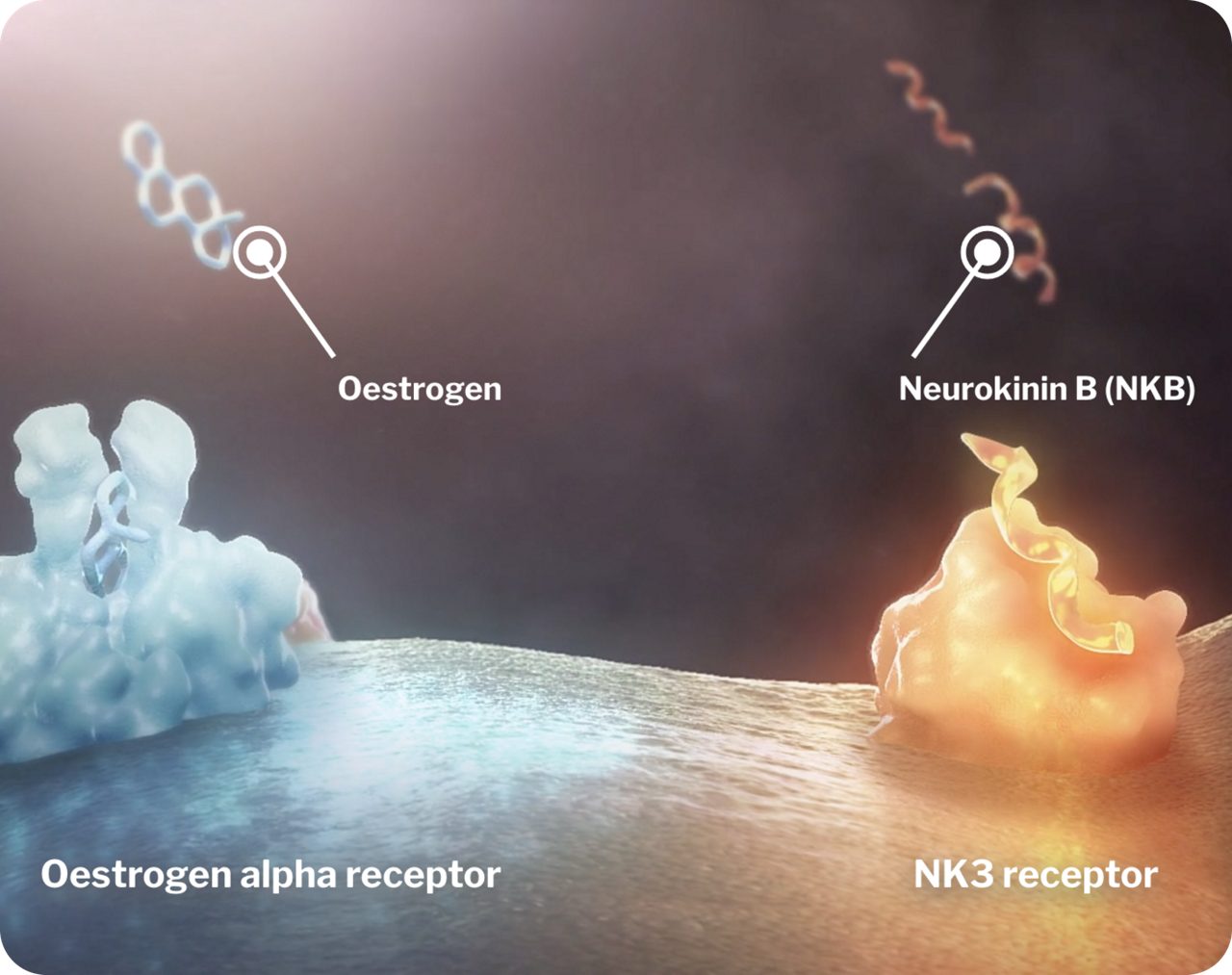 Een KNDy-neuron met een oestrogeenmolecule in de buurt van een oestrogeenalfareceptor en een neurokinine B in de buurt van een neurokinine-3-receptor.