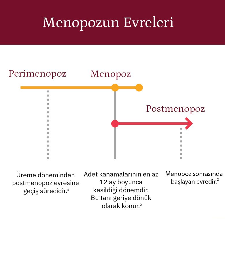 Menopozun Evreleri