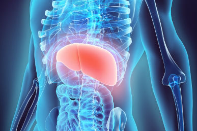 Medizinische Illustration, die einen menschlichen Torso mit hervorgehobenen inneren Organen zeigt, wobei der Schwerpunkt auf der Leber liegt, die in Rot dargestellt ist.