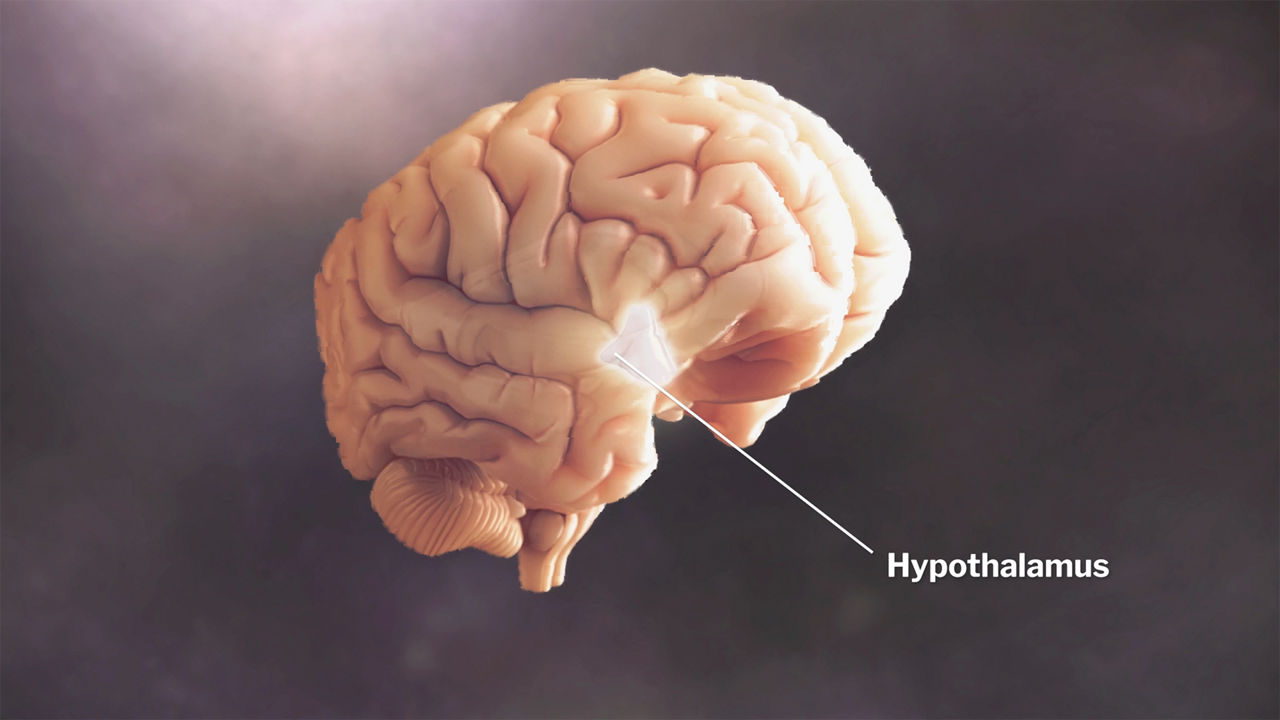 The hypothalumus highlighted in brain