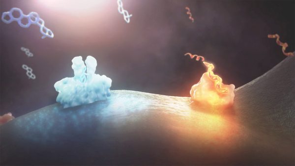 Unbalanced estrogen and NKB levels