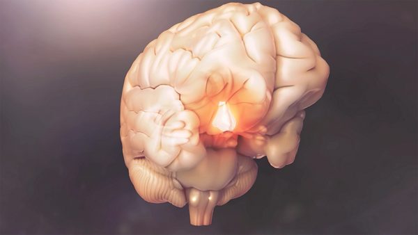 The hypothalumus glowing in brain