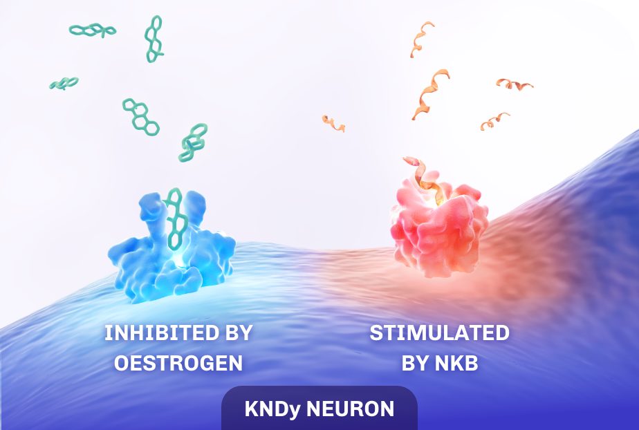 Temperature control homeostasis showing the KNDy neuron inhibited by oestrogen and stimulated by NKB