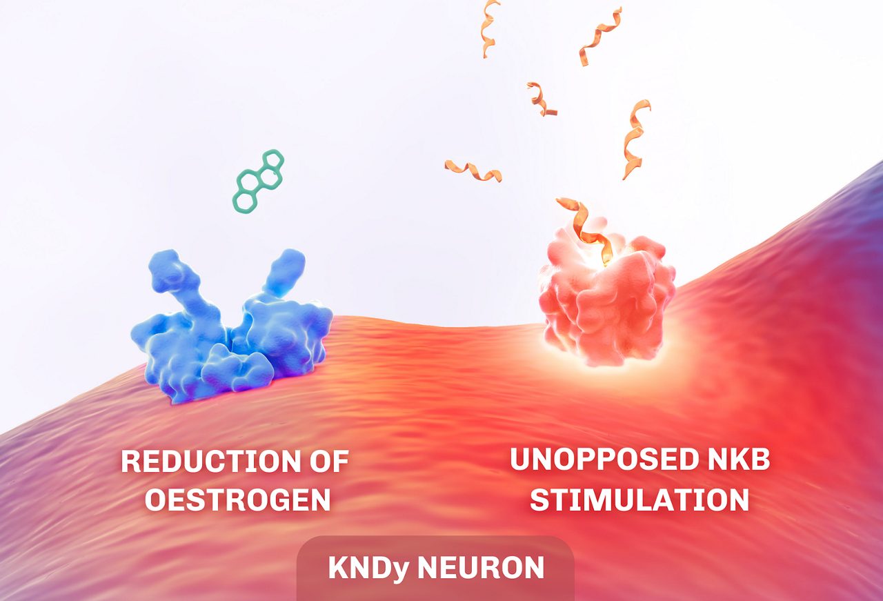 Impact of NKB showing how the reduction of oestrogen and unopposed NKB stimulation lead to heightened KNDy neuronal activity