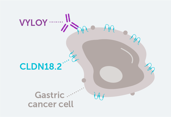 VYLOY is a CLDN18.2-directed antibody that selectively binds to cells that express CLDN18.2, where cytotoxic immune responses are activated.