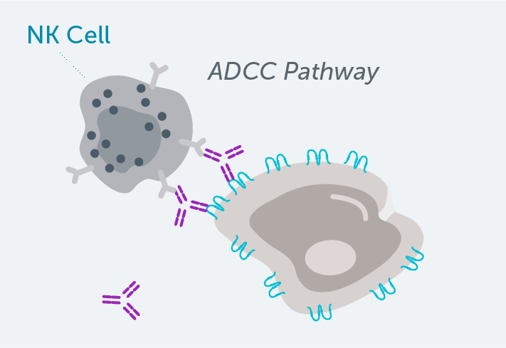 VYLOY depletes CLDN18.2+ cells via ADCC.