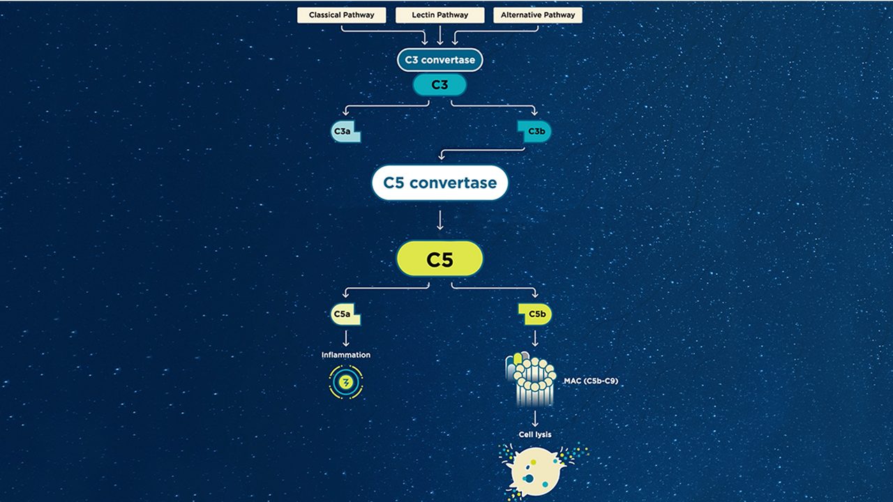 C5 convertase