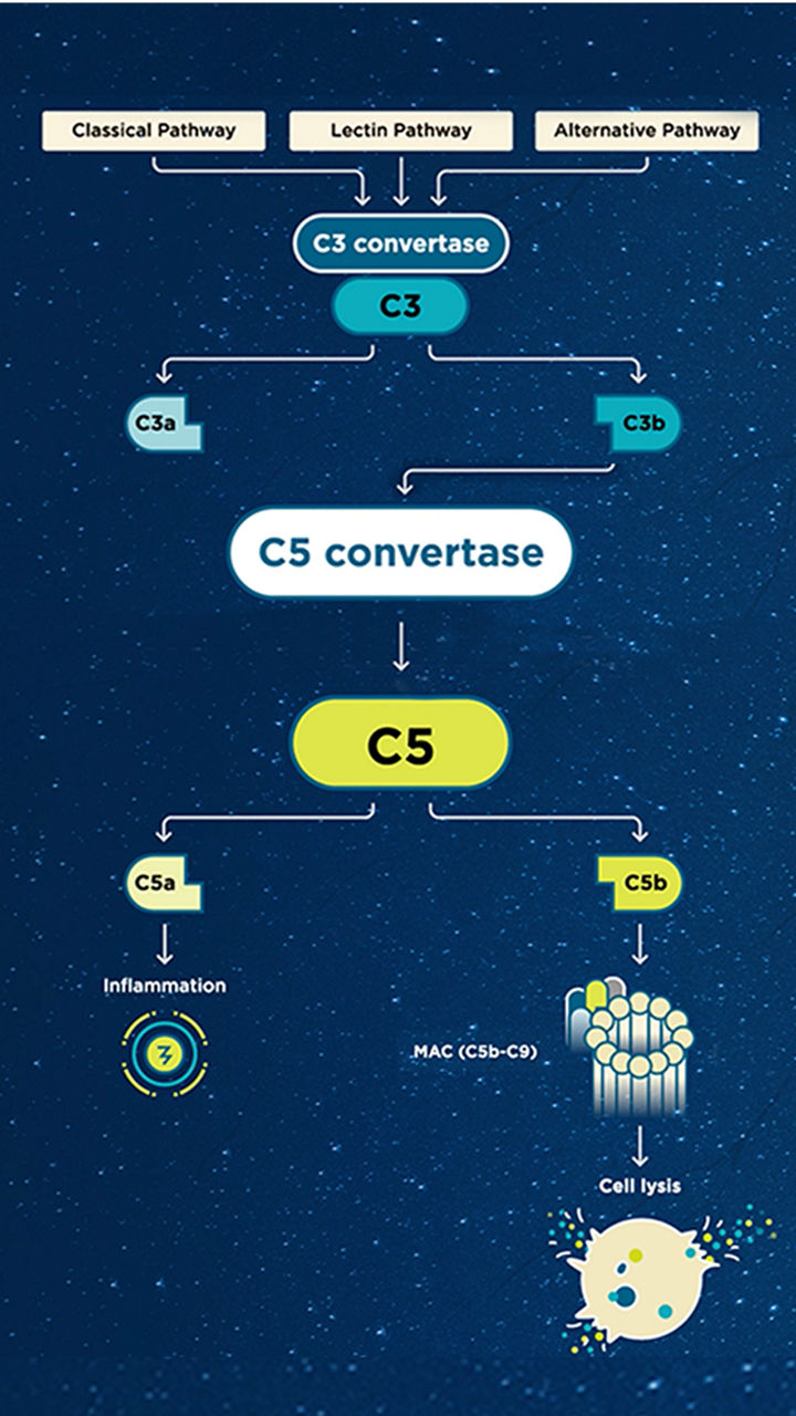 C5 convertase