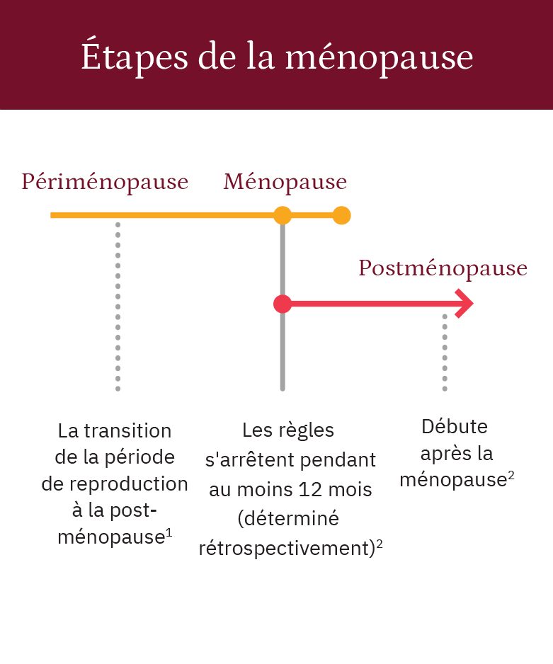 Graphique linéaire des étapes de la ménopause : périménopause, ménopause et postménopause.