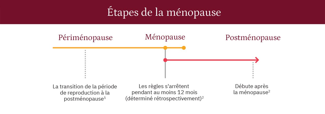 Graphique linéaire des étapes de la ménopause : périménopause, ménopause et postménopause.
