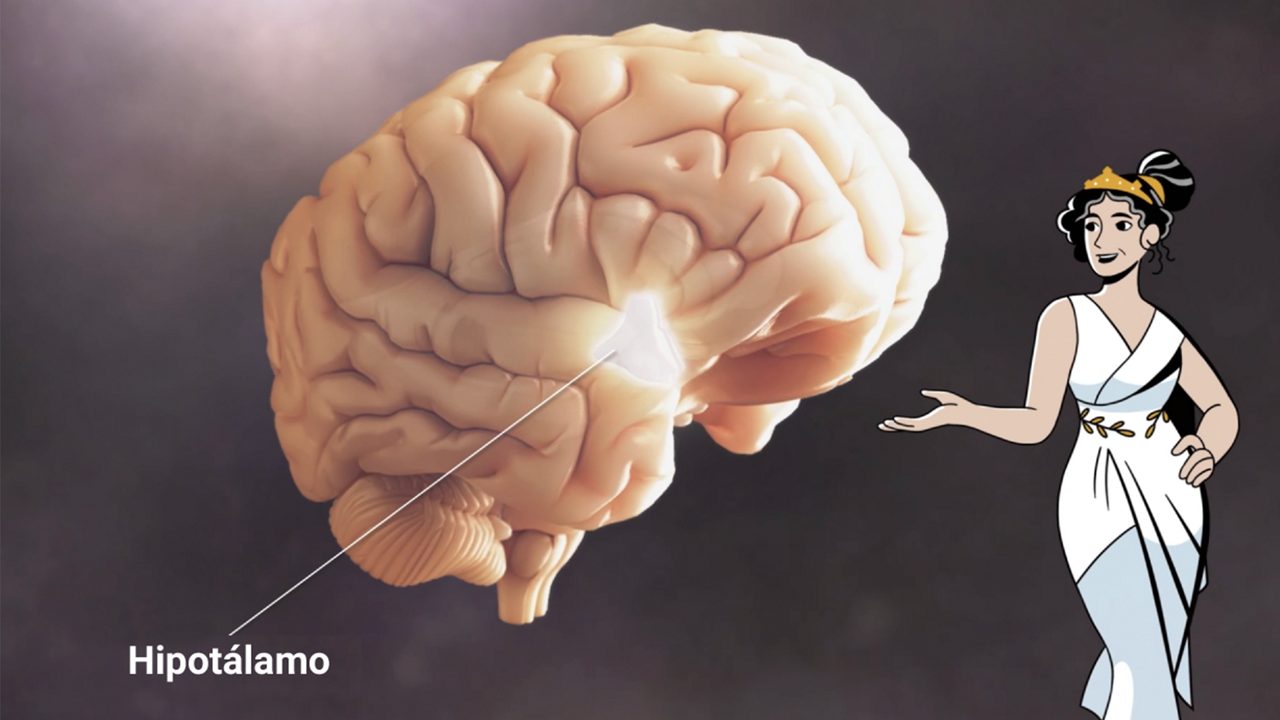 Infografía del cerebro en la que se resalta el hipotálamo