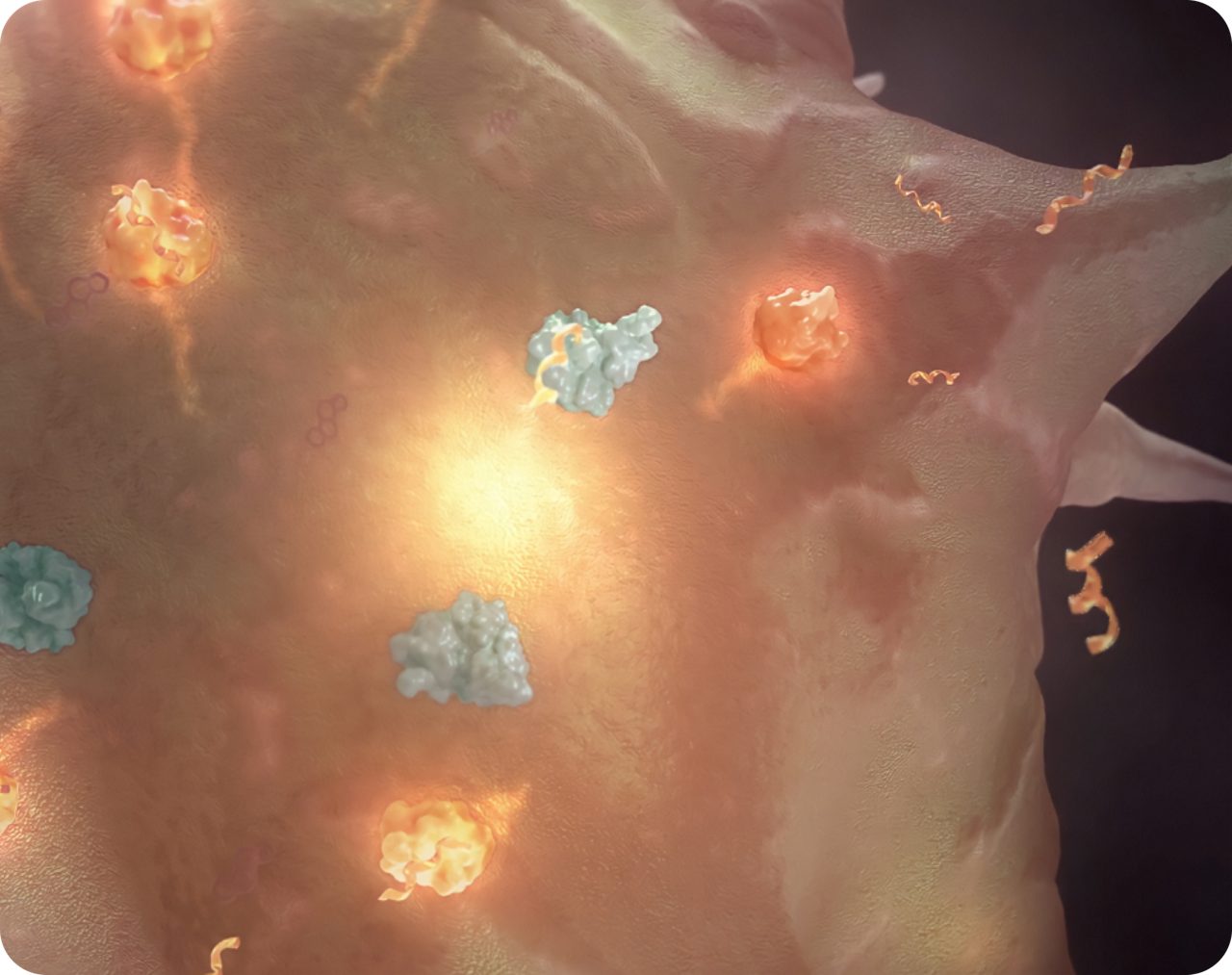 Un neurone KNDy avec tous les récepteurs de neurokinine B qui brillent, ainsi qu'un seul récepteur des œstrogènes.