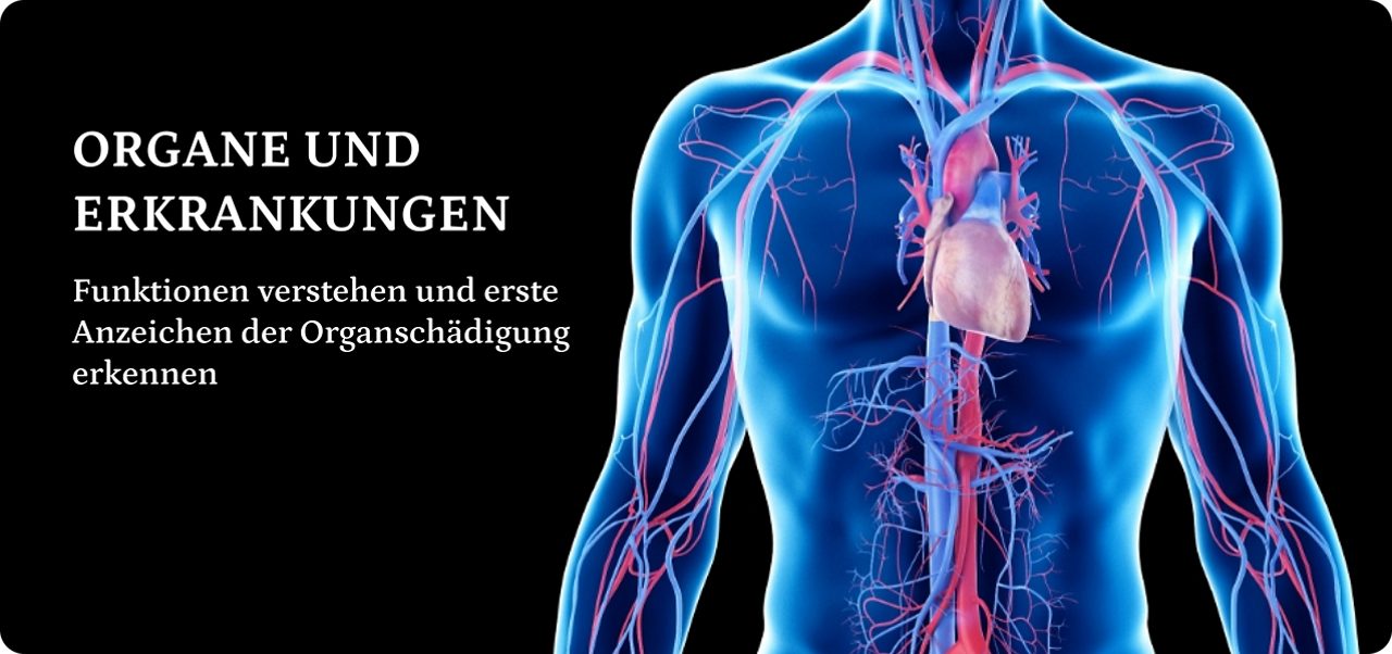 Digitale Illustration eines menschlichen Körpers mit hervorgehobenem Kreislaufsystem, das Venen, Arterien und das Herz vor einem schwarzen Hintergrund zeigt.