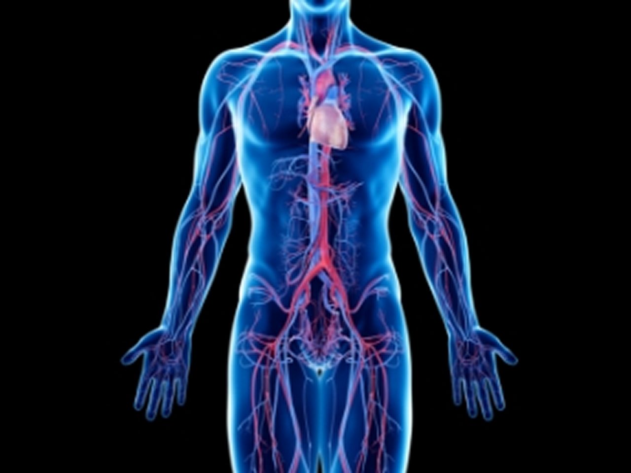 Digitale Illustration eines menschlichen Körpers mit hervorgehobenem Kreislaufsystem, das Venen, Arterien und das Herz vor einem schwarzen Hintergrund zeigt.