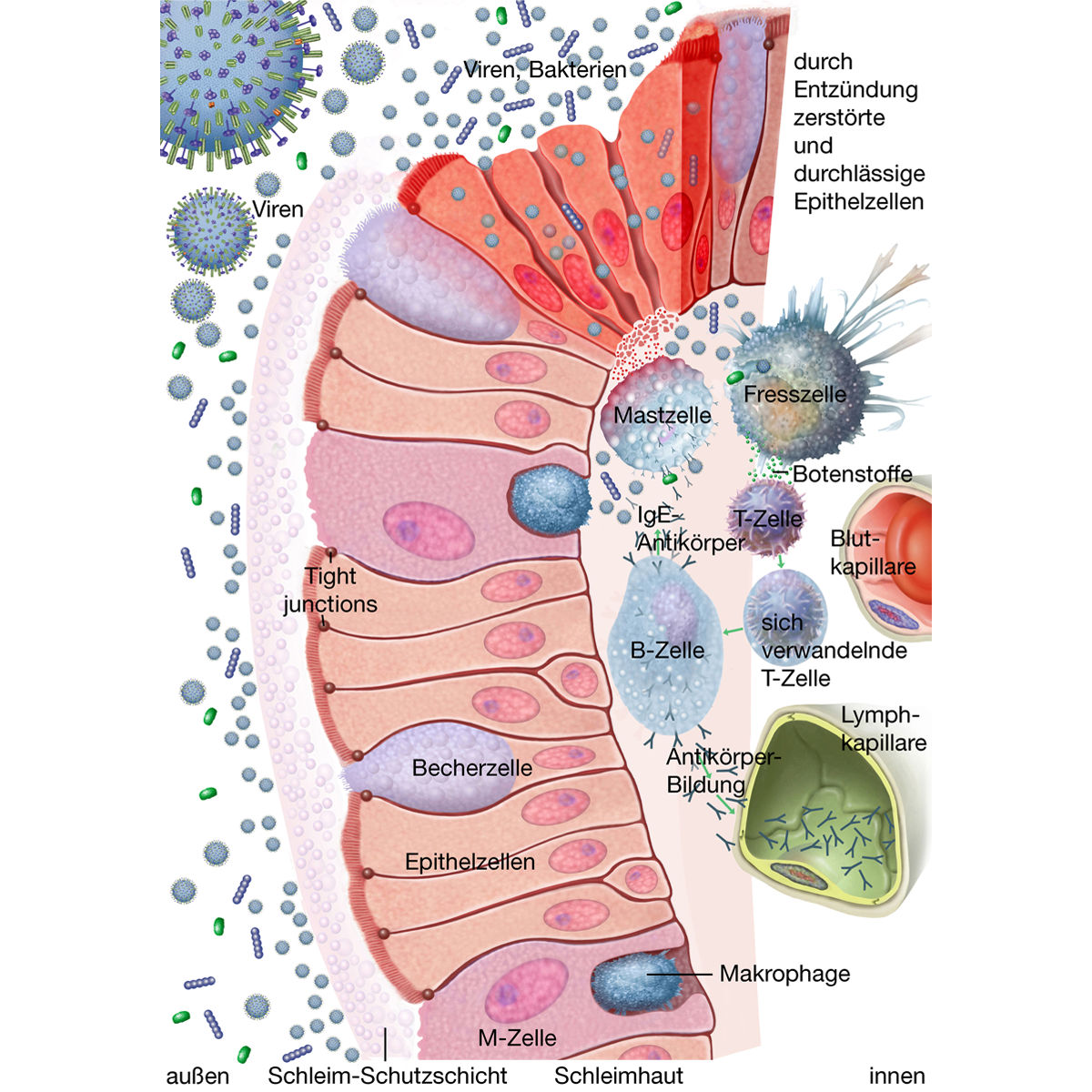 Das spezifische Abwehrsystem